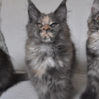 Chatons maine coon #10