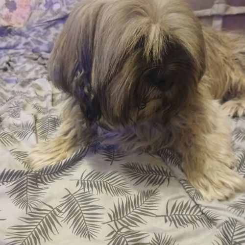 Donne lhassa apso #0