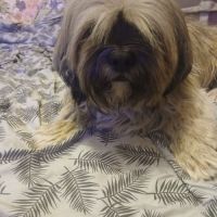 Donne lhassa apso #2