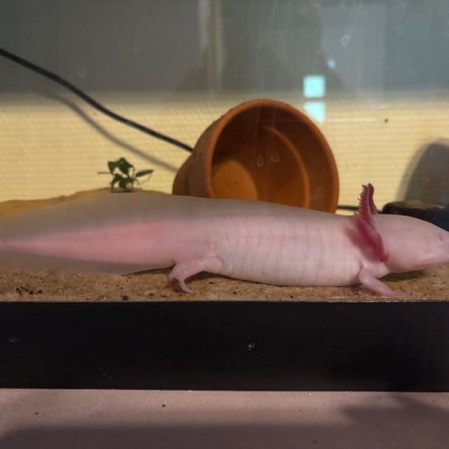 Axolotl albinos #1