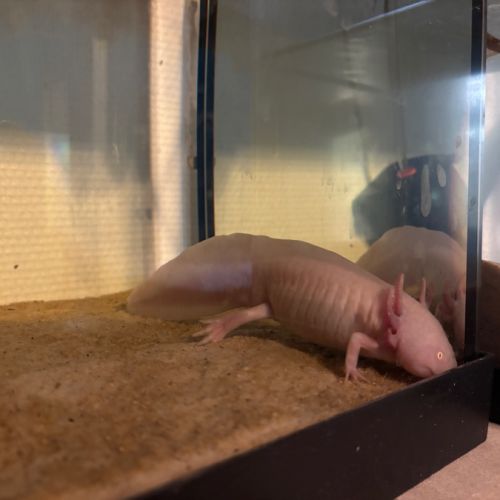 Axolotl albinos #2