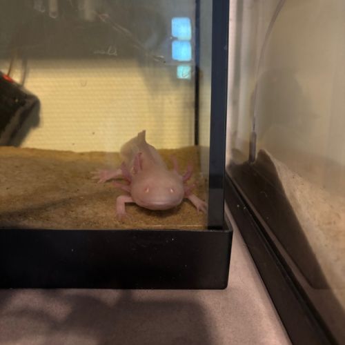 Axolotl albinos #3