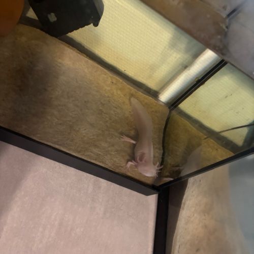 Axolotl albinos #0