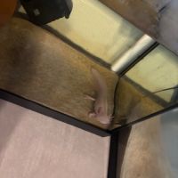 Axolotl albinos