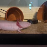 Axolotl albinos #5