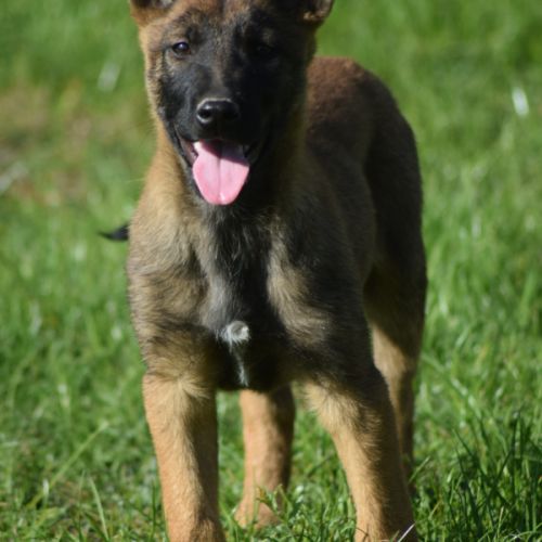 Chiot mâle berger belge malinois #2