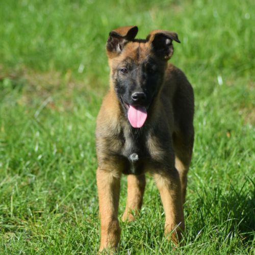 Chiot mâle berger belge malinois #3