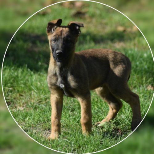Chiot mâle berger belge malinois