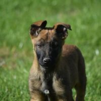 Chiot mâle berger belge malinois #1