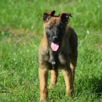 Chiot mâle berger belge malinois #3