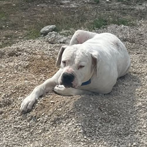 Chien kooky à l adoption #3