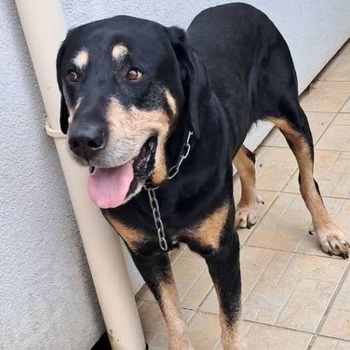 Chien kooky à l adoption