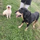 Chien kooky à l adoption #5