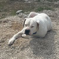 Chien kooky à l adoption #3