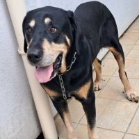 Chien kooky à l adoption #0