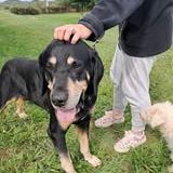 Chien kooky à l adoption #6