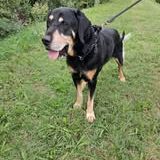 Chien kooky à l adoption #7