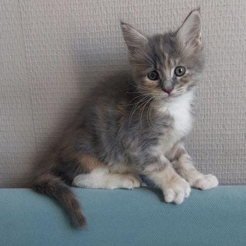 Chaton femelle maine coon loof #3