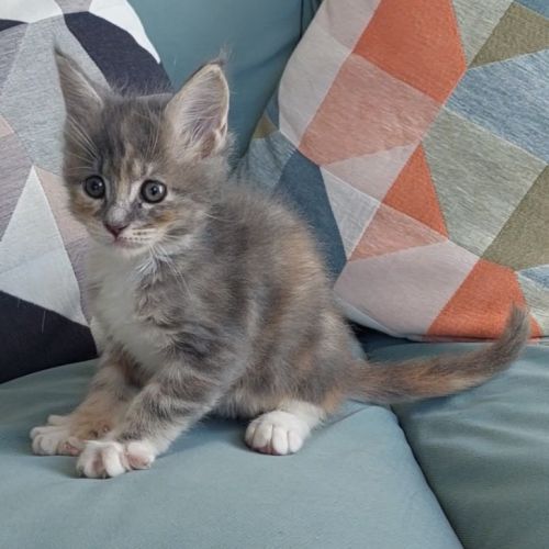 Chaton femelle maine coon loof #4