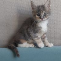 Chaton femelle maine coon loof #0