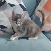 Chaton femelle maine coon loof #2