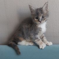 Chaton femelle maine coon loof #3