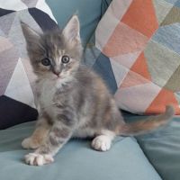 Chaton femelle maine coon loof #5