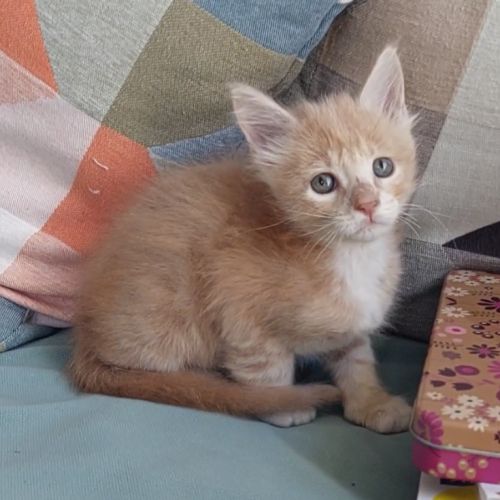 Chaton mâle maine coon loof