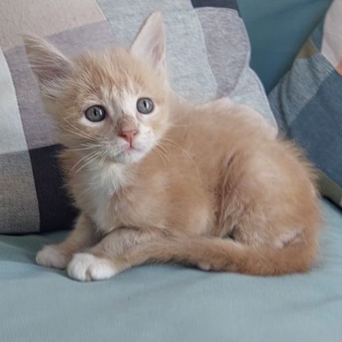 Chaton mâle maine coon loof #2