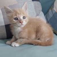 Chaton mâle maine coon loof #2