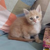 Chaton mâle maine coon loof #3