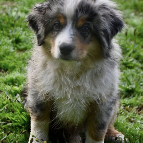 Magnifique berger americain miniature #1