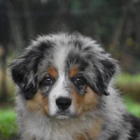 Magnifique berger americain miniature