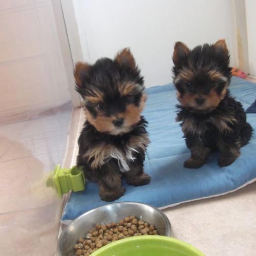 Chiot yorkshire terrier de parents lof #0