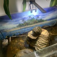 Donne tortue cinosterne caréné