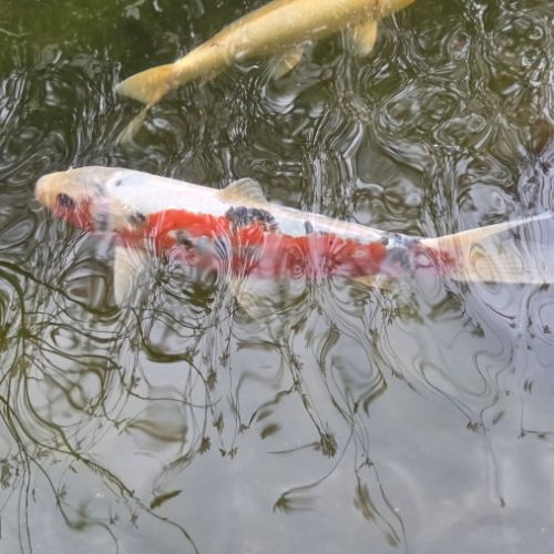 Carpes koï