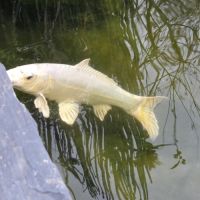 Carpes koï #7