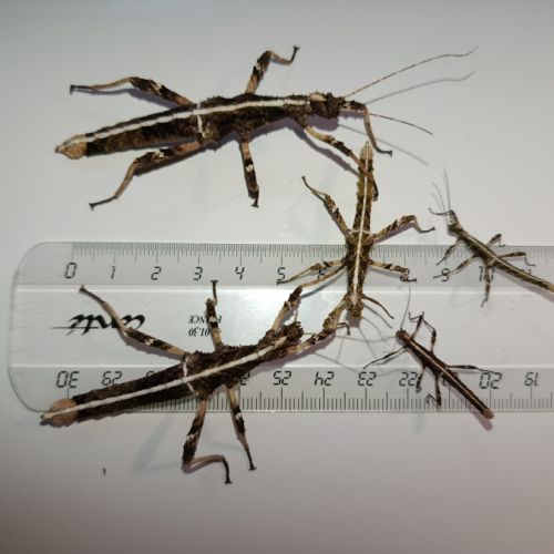 Sungaya aeta (ex inexpectata) #1