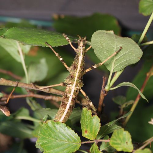 Sungaya aeta (ex inexpectata) #3