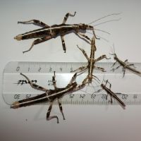 Sungaya aeta (ex inexpectata) #1