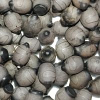 Sungaya aeta (ex inexpectata) #2