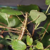 Sungaya aeta (ex inexpectata) #3