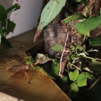 Sungaya aeta (ex inexpectata)