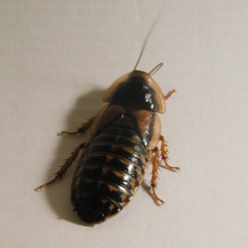 Blaptica dubia - blatte géante d'argentine #2