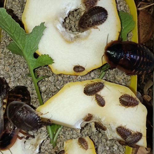 Blaptica dubia - blatte géante d'argentine