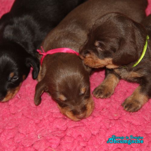 Chiots teckels nains poil dur