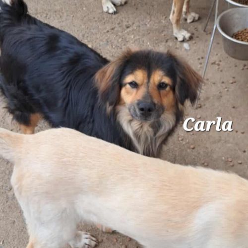 Carla n'a connu que l'abandon et la détresse #3