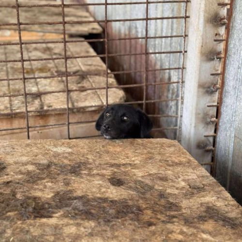 Tasha attend patiemment une famille