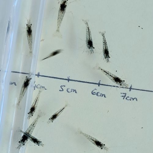 Crevettes neocaridinas #1