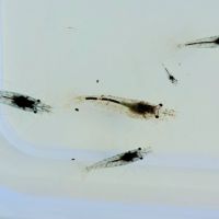 Crevettes neocaridinas